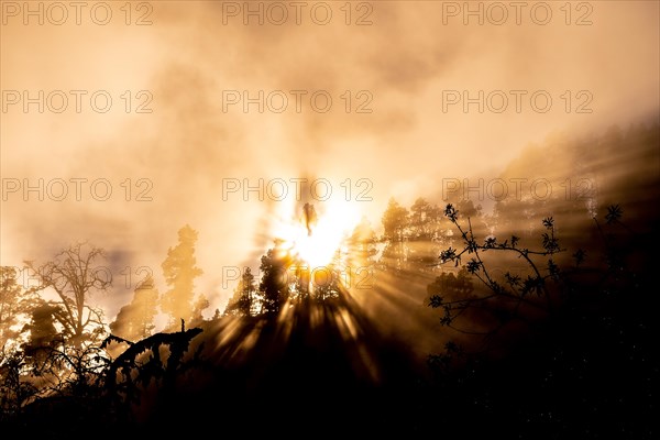 Orange sunset in a misty forest with the sun behind the nuts. Pines of the Island of La Palma