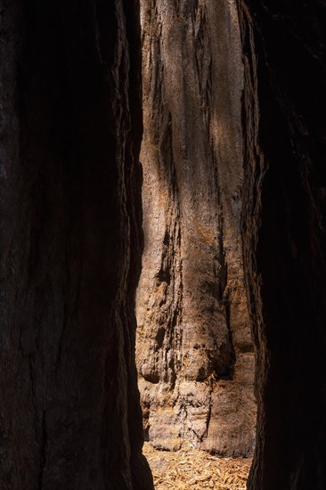 Texture of a sequoia look from a hole of a giant tree in Sequoia National Park