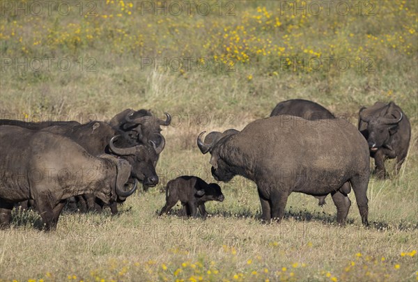 African buffalo