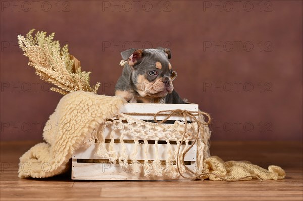 Lilac Tan French Bulldog puppy in box with boho decor in front of brown background