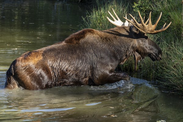 European elk