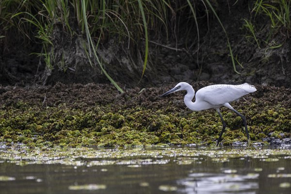 Little Egret