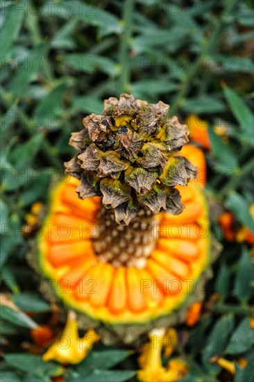 (Encephalartos) horridus aka Eastern Cape blue cycad cone close up. Selective focus shallow depth of field