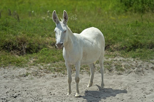 Austro-Hungarian White Baroque Donkey