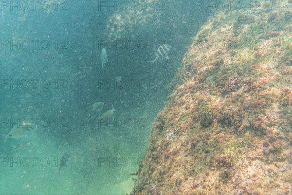 Diving in a beautiful seabed in the town of Zarautz very close to San Sebastian