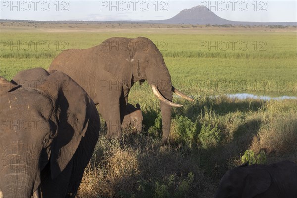 African elephant