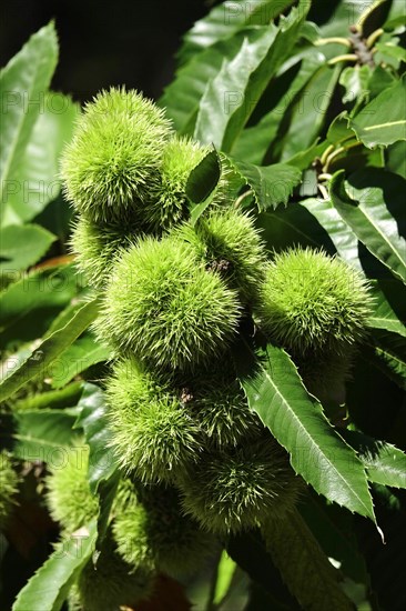 Chestnuts