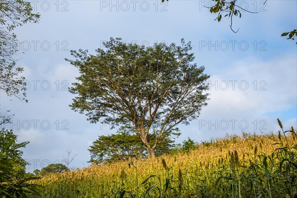 A beautiful green tree in a field of Copan Ruinas. Honduras