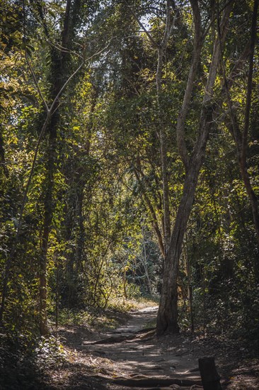 A beautiful path in the forest of the temples of Copan Ruinas. Honduras