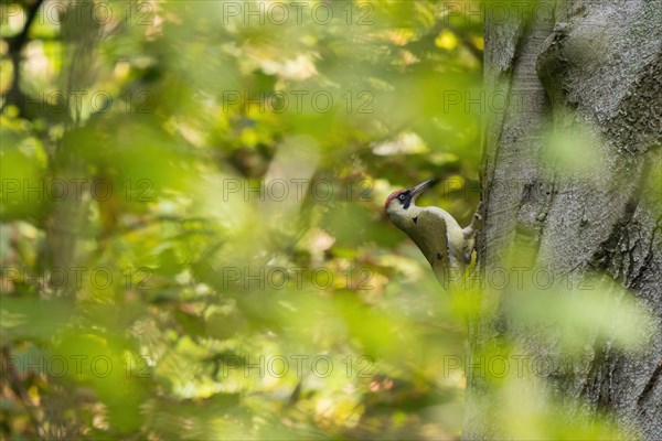 European green woodpecker