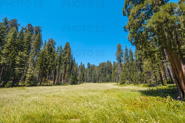 A green field with many sequoias in the background in Sequoia National Park