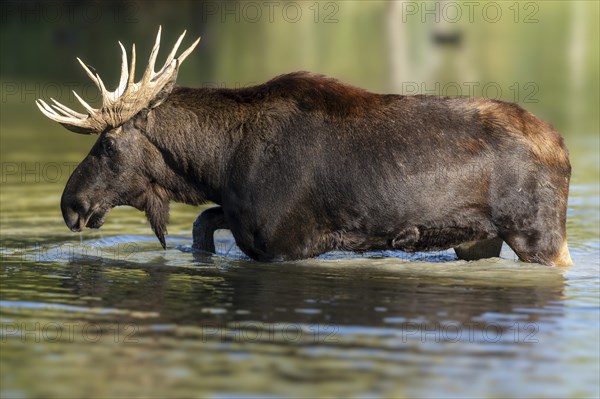 European elk