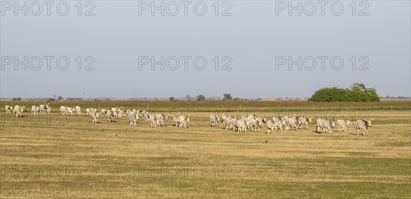 Hungarian steppe cattle