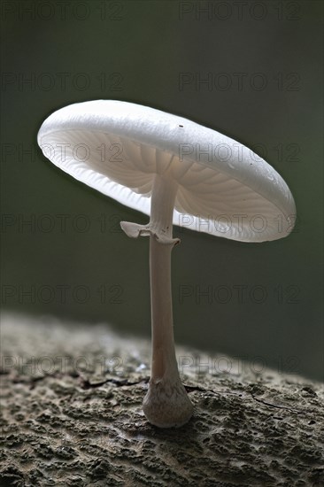 Porcelain fungus