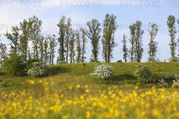 Wet meadow