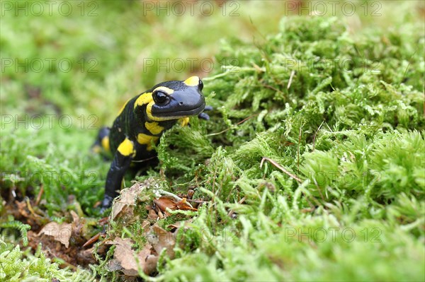 Fire salamander