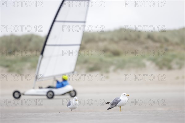 Beach sailors on the coast of De Panne