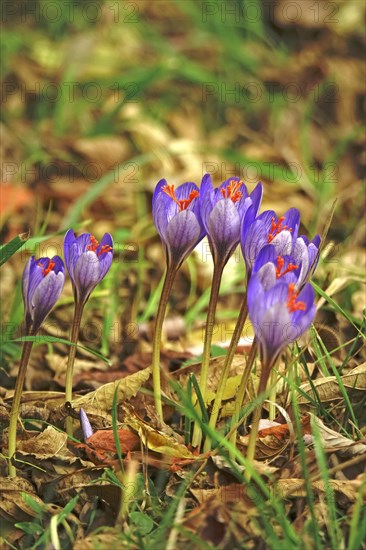 Autumn crocus