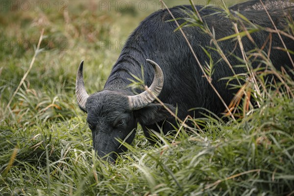 Grazing water buffalo