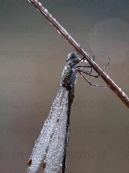 Emerald damselfly