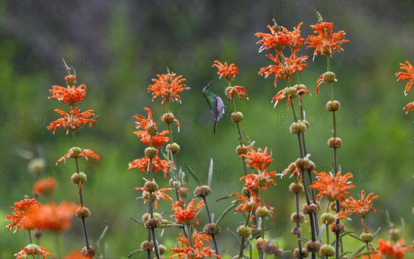 Double-banded Sunbird