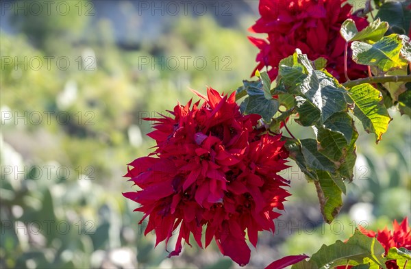 Poinsettia