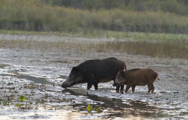 Wild boars