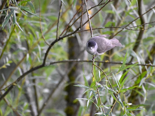 Male blackcap