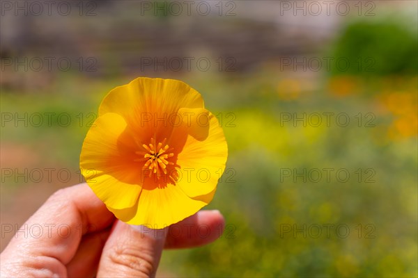 Detail of the orange flowers in the village of Vilaflor in the Teide Natural Park of Tenerife