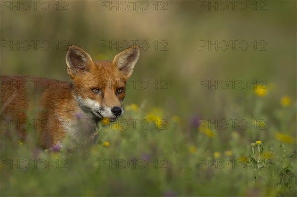 Red fox