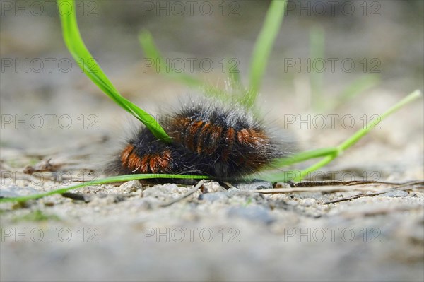 Caterpillar of the fox moth