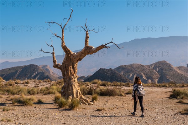 A young hiker girl visiting the tree of misfortune near the desert canyon of Tabernas