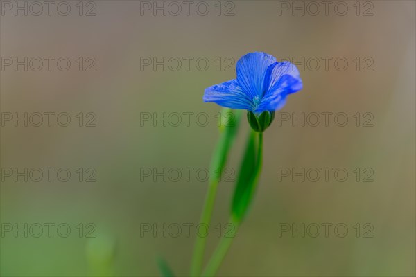 Common flax