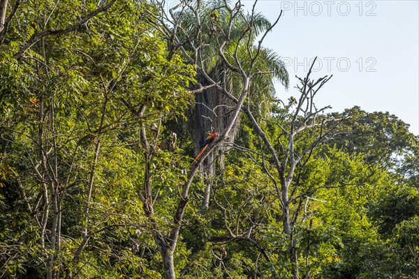 Some macaws in the temples of Copan Ruinas. Honduras