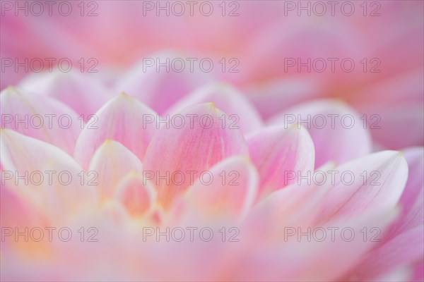 Water lily dahlias