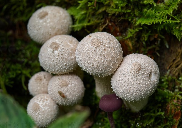 Bottle boletus