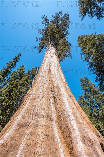 The largest tree in North America viewed from below Sequoia National Park