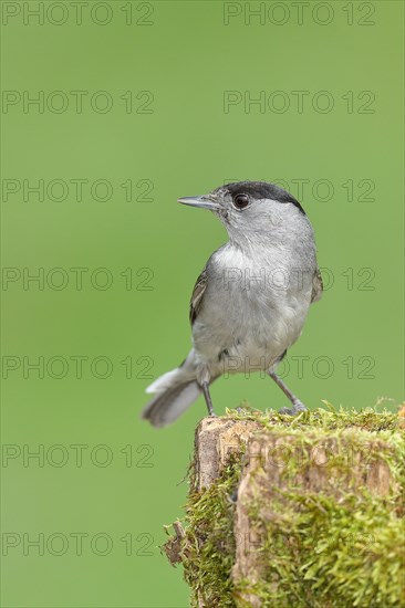 Blackcap