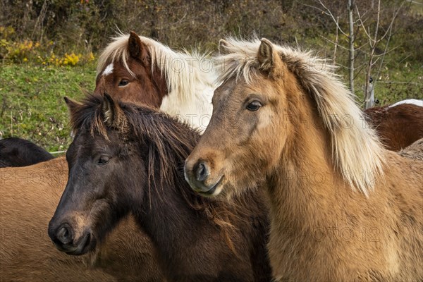 Portrait of three Icelandic horses