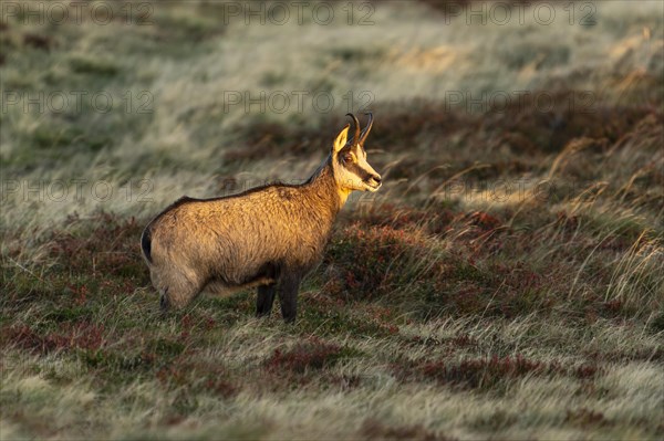 Chamois