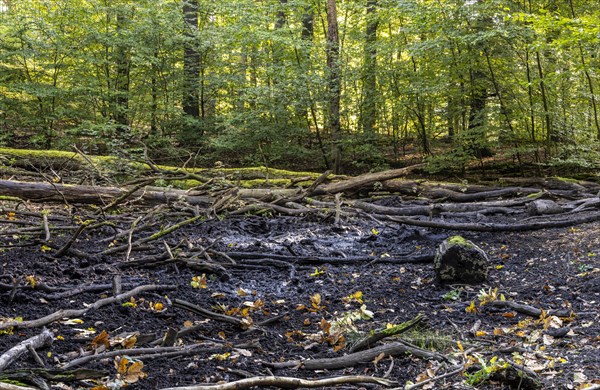 Deadwood in mixed forest