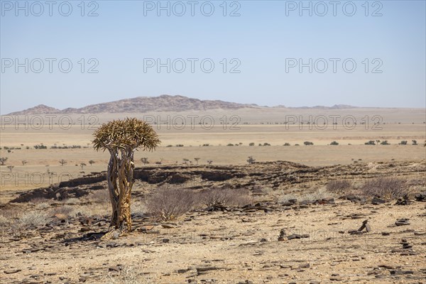 Desert-like landscape with quiver tree