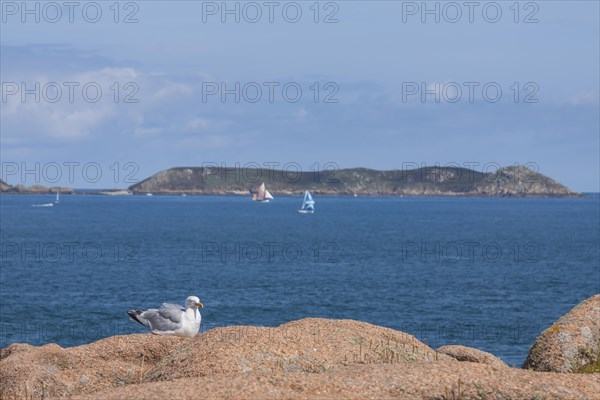 European herring gull