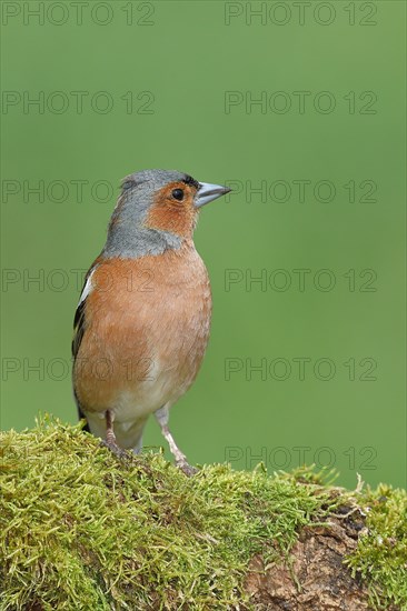 Common chaffinch