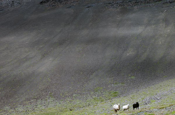 Three sheep standing on the last green in a stony