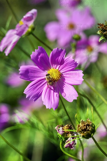 Mexican aster