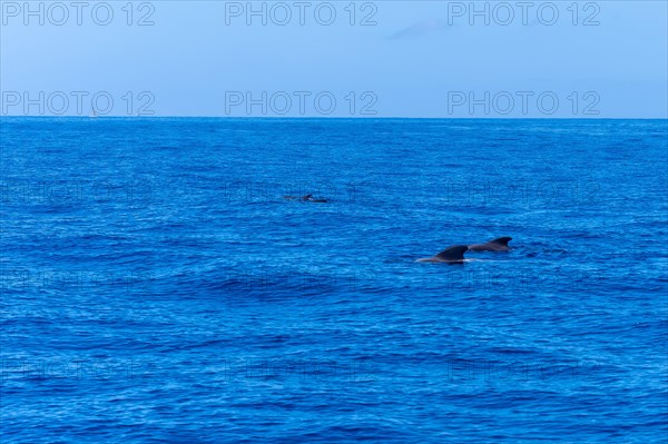 A pod of Calderon Tropical whales the smallest whale in the world off the Costa de Adeje in the south of Tenerife Canary Islands