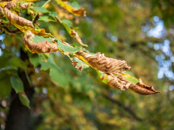 Autumn leaves from the chestnut tree