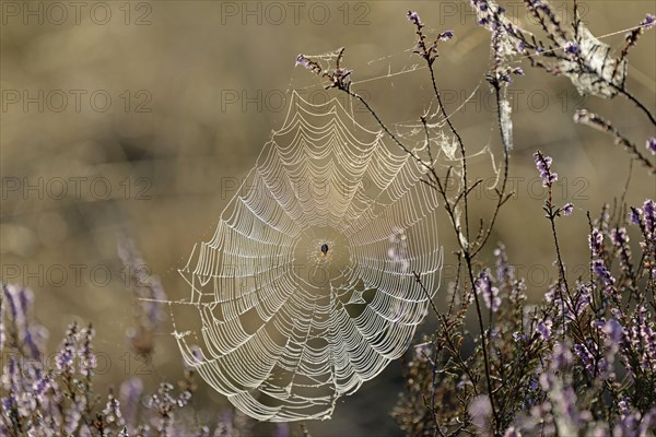 Heathland