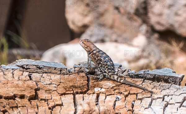 A beautiful lizard seen on the Bright Angel Trailhead in the Grand Canyon. Arizona